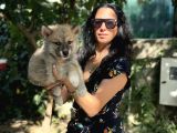 Akita Inu Yavrularım Sağlık Ve Irk Garamtilidir