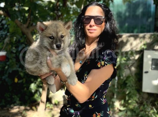 Akita Inu Yavrularım Sağlık Ve Irk Garamtilidir görsel