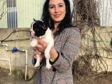French Buldog Yavrularım Sağlık Ve Irk Garantilidir
