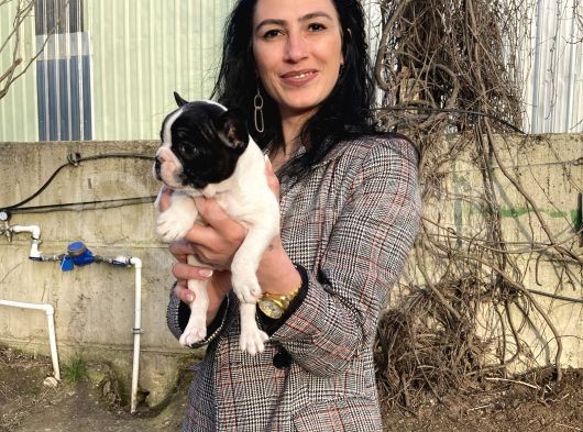 French Buldog Yavrularım Sağlık Ve Irk Garantilidir görsel