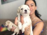 Maltipoo Yavrularım Sağlık Ve Irk Garantilidir