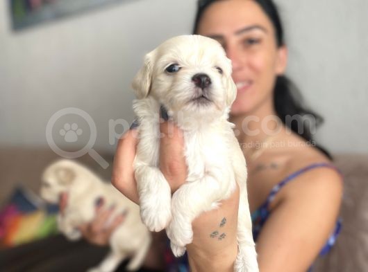 Maltipoo Yavrularım Sağlık Ve Irk Garantilidir görsel