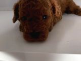 Anne Baba Secereli̇ 45 Günlük Toy Poodle Son Erkek Yavru