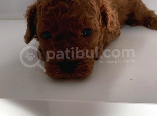 Anne Baba Secereli̇ 45 Günlük Toy Poodle Son Erkek Yavru görsel