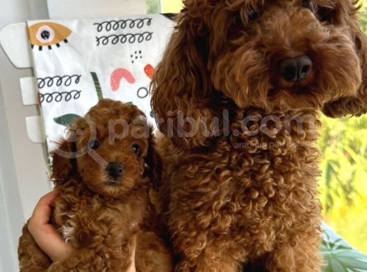 Evin Maskotu Olacak Dişi Poodle Yavrular