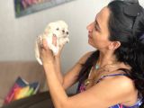 Maltipoo Yavrularım Sağlık Ve Irk Garantilidir