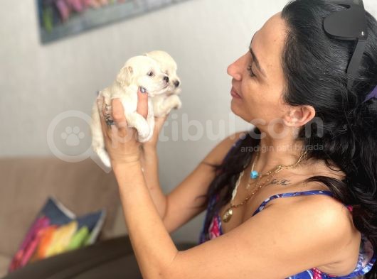 Maltipoo Yavrularım Sağlık Ve Irk Garantilidir görsel