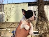 French Buldog Yavrularım Sağlık Ve Irk Garantilidir