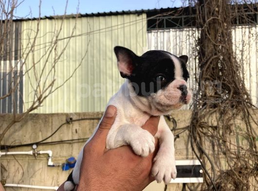 French Buldog Yavrularım Sağlık Ve Irk Garantilidir görsel