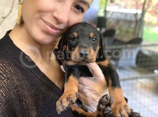 Doberman Yavrularım Kızıl Ve Siyah Irk Ve Sağlık Gara görsel