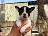 French Buldog Yavrularım Sağlık Ve Irk Garantilidir