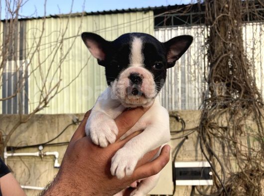French Buldog Yavrularım Sağlık Ve Irk Garantilidir görsel