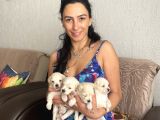 Maltipoo Yavrularım Sağlık Ve Irk Garantilidir