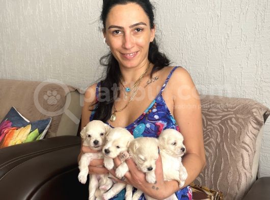Maltipoo Yavrularım Sağlık Ve Irk Garantilidir görsel