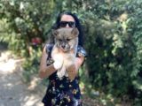 Akita Inu Yavrularım Sağlık Ve Irk Garamtilidir