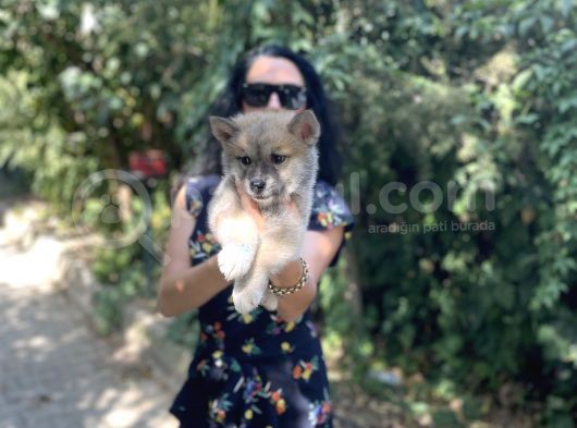 Akita Inu Yavrularım Sağlık Ve Irk Garamtilidir görsel