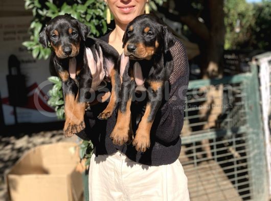Doberman Yavrularım Kızıl Ve Siyah Irk Ve Sağlık Gara görsel
