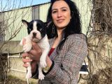 French Buldog Yavrularım Sağlık Ve Irk Garantilidir