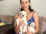 Maltipoo Yavrularım Sağlık Ve Irk Garantilidir