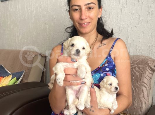 Maltipoo Yavrularım Sağlık Ve Irk Garantilidir görsel