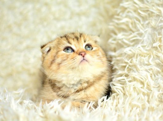 Altın Kadar Güzel Golden Scottish Fold Shorthair görsel