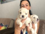 Maltipoo Yavrularım Sağlık Ve Irk Garantilidir
