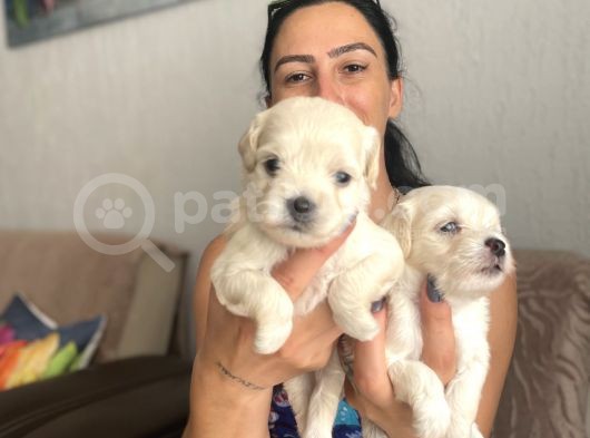 Maltipoo Yavrularım Sağlık Ve Irk Garantilidir görsel