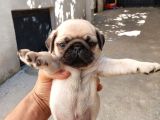 Krem Ve Si̇yah Pug Yavrular