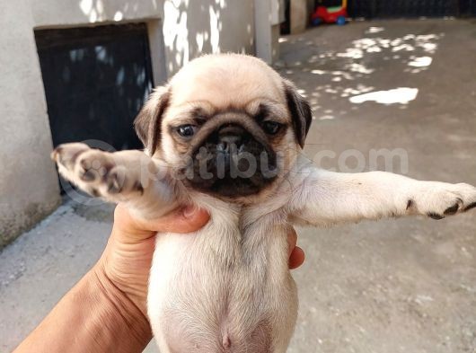 Krem Ve Si̇yah Pug Yavrular görsel