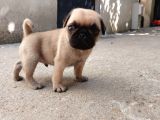 KREM VE SİYAH PUG YAVRULAR