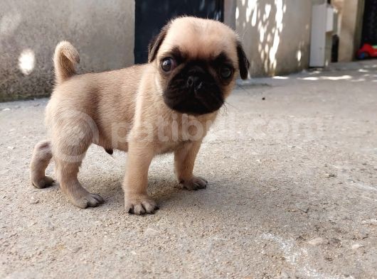 Krem Ve Si̇yah Pug Yavrular
