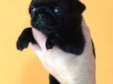 Krem Ve Si̇yah Pug Yavrular