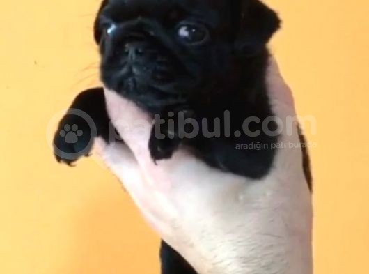 Krem Ve Si̇yah Pug Yavrular görsel