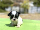 Micro Teacup Maltipoo Oğlumuz