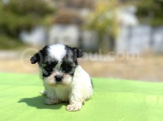 Micro Teacup Maltipoo Oğlumuz görsel