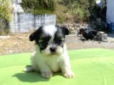 Micro Teacup Maltipoo Oğlumuz