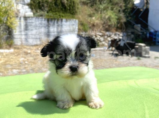 Micro Teacup Maltipoo Oğlumuz görsel