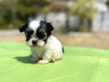 Micro Teacup Maltipoo Oğlumuz