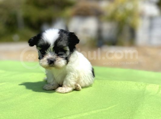 Micro Teacup Maltipoo Oğlumuz görsel