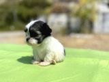 Micro Teacup Maltipoo Oğlumuz