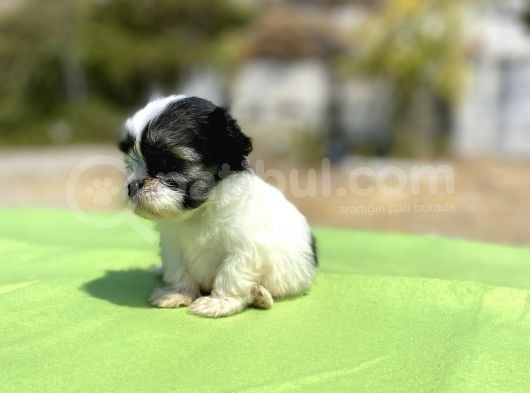 Micro Teacup Maltipoo Oğlumuz görsel