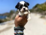 Micro Teacup Maltipoo Oğlumuz