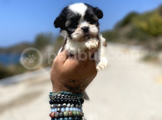 Micro Teacup Maltipoo Oğlumuz görsel