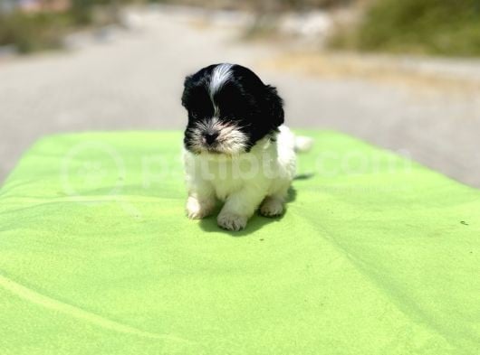 Teacup Maltipoo Kızımız görsel