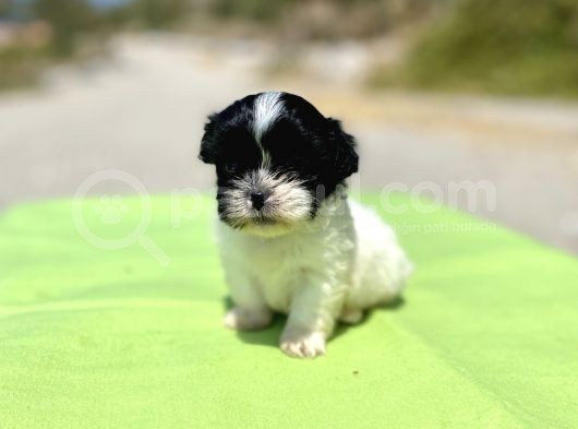 Teacup Maltipoo Kızımız görsel