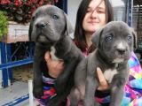 Cane Corso Yavru