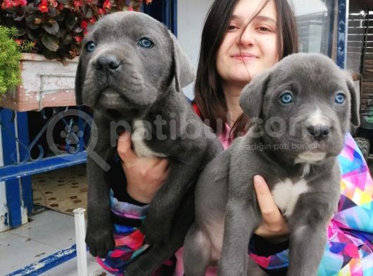 Cane Corso Yavru