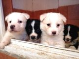Border Collie Yavru