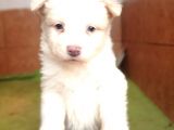 Border Collie Yavru