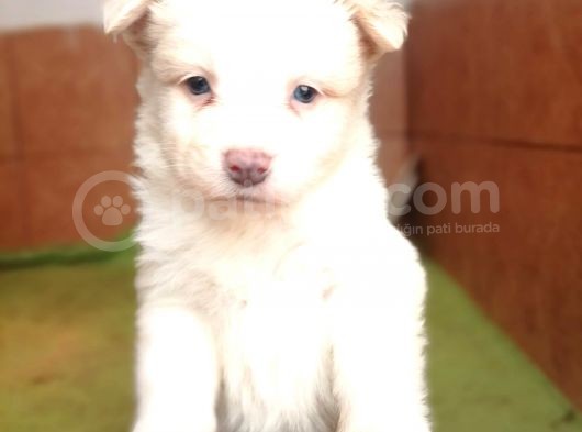 Border Collie Yavru görsel